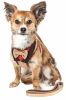 Pet Life Luxe 'Dapperbone' 2-In-1 Mesh Reversed Adjustable Dog Harness-Leash W/ Fashion Bowtie - Large