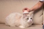 Pet Life 'Scwubba' Handheld Bathing Brushing and Massaging Soft Flexible Grooming Pet Comb - Blue