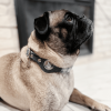 Apple Airtag Integrated Collar - Large - Blue Plaid