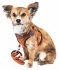 Pet Life Luxe 'Pawsh' 2-In-1 Mesh Reversed Adjustable Dog Harness-Leash W/ Fashion Bowtie - Medium